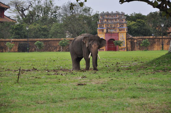 Elefanten gibts hier auch 