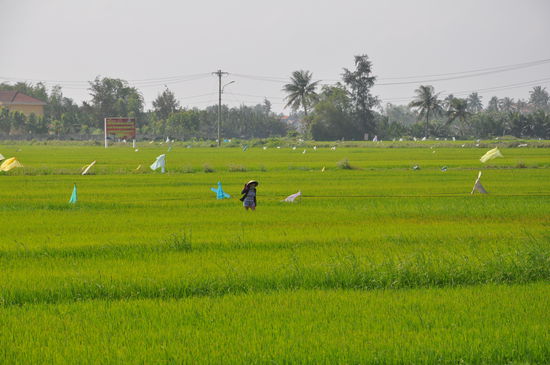 So weit das Auge reicht Reisfelder