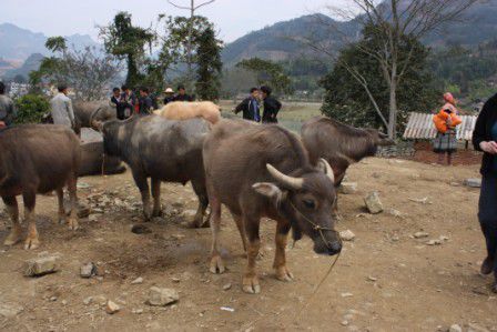 13.03.11 - Bac Ha Markt - Viehmarkt