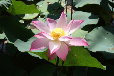 blühender Lotus