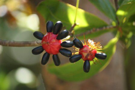 seltsame Früchte eines Baumes