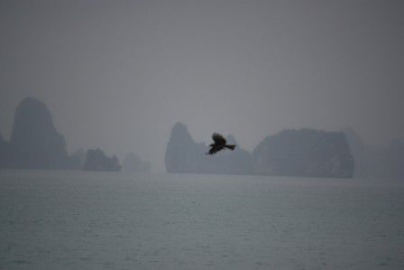 07.03.11 - Seeadler bei der Jagd