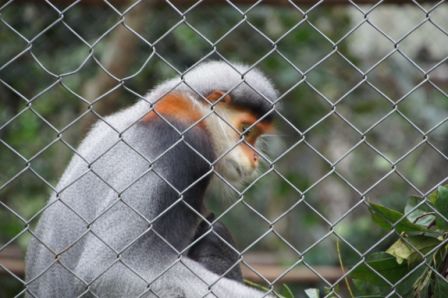 08.03.11 - Im Endangered Primat Rescue Center