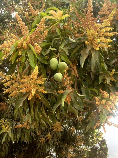 Mangos -bald sind sie reif