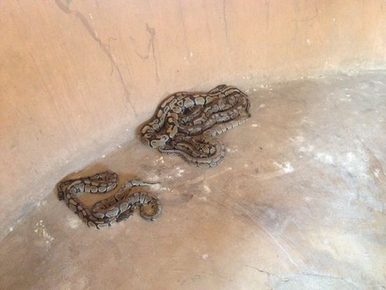 Im Python-Tempel