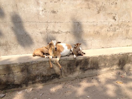 Siesta