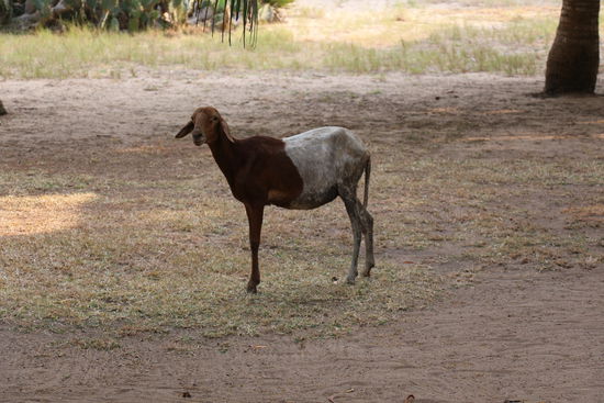 Guckt mich da ein Kamerunschaf an?
