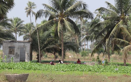 landwirtschaftliche Tätigkeit