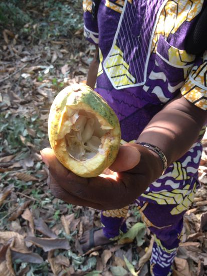 Leckeres Innenleben einer Kakaofrucht