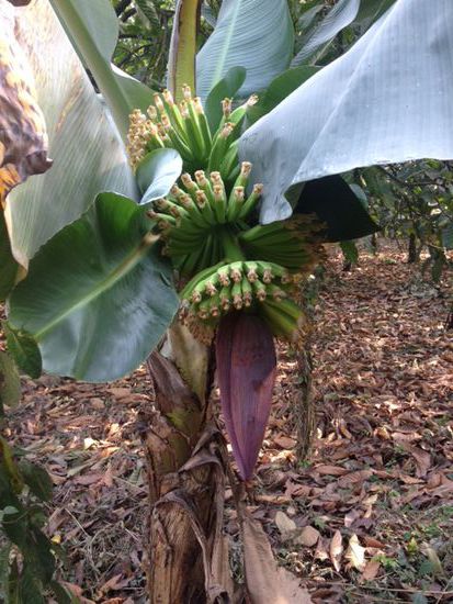 Bananen