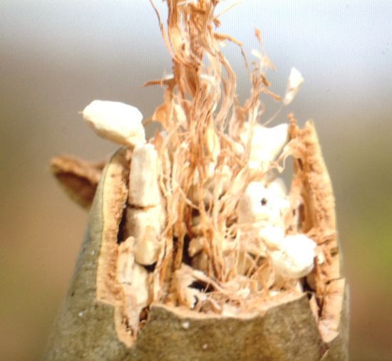 Fruchtig ihr weißes Inneres, das die Kerne umgibt