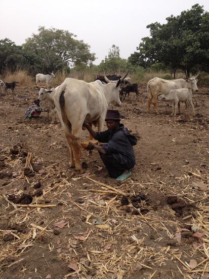 Fulani beim melken