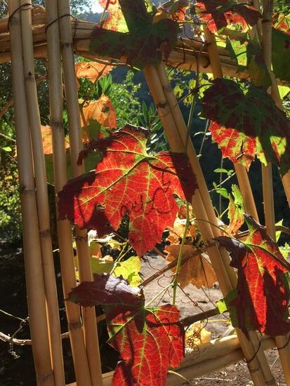 Auch hier gibt es buntes Herbstlaub