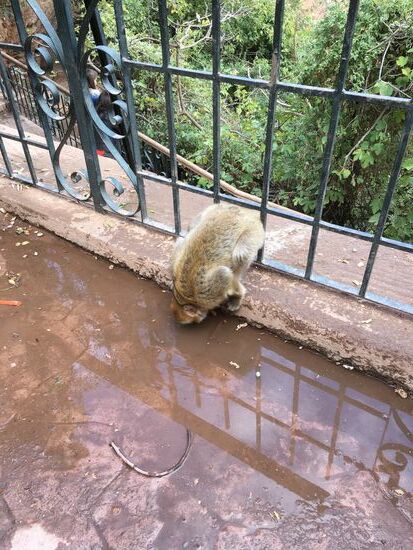 Durst von den vielen Erdnüssen