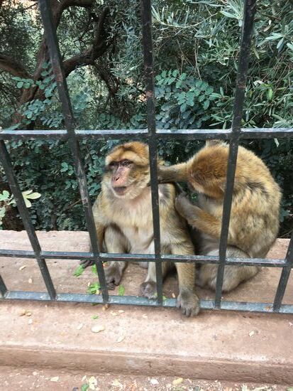 Nach dem Essen ist Körperpflege angesagt