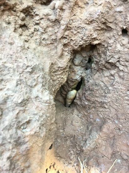 Wer hat denn hier mit diesem Schneckengehäuse seinen Eingang verschlossen?