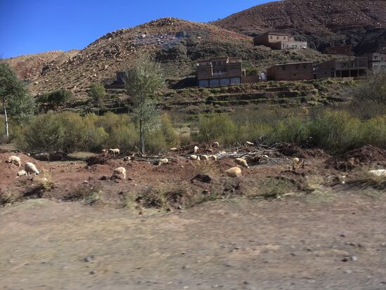 Auch heute noch weiden die Berber ihr Vieh hier