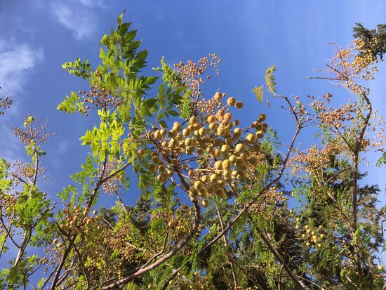 Die Früchte dieser Mimose werden gern geerntet und für Rosenkränze genutzt.