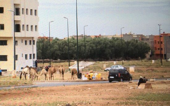 Wieder mal Kamele am Straßenrand