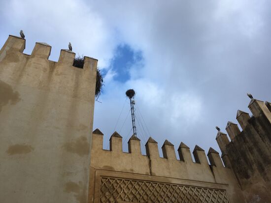 Überall sitzen Störche auf Türmen und Mauern