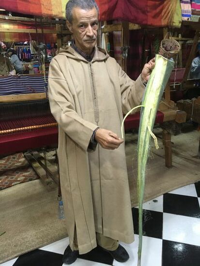 So wird aus der Agave die faser gezogen und später verarbeitet