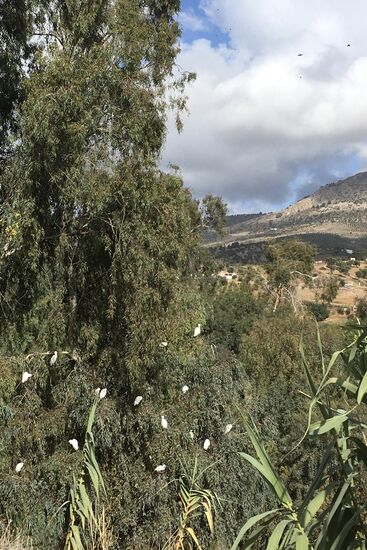Kuhreiher in den Bäumen