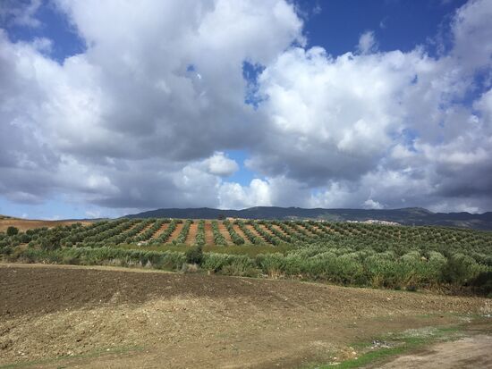 Olivenbäume soweit das Auge reicht
