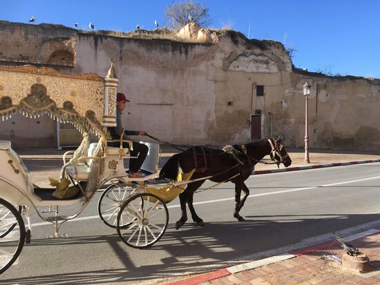 Vor den Toren der Königsstadt, Störche wieder auf den Mauern der Ruinen