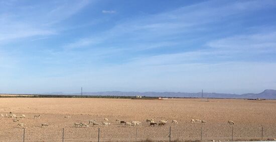 Was finden die hier nur zum fressen?