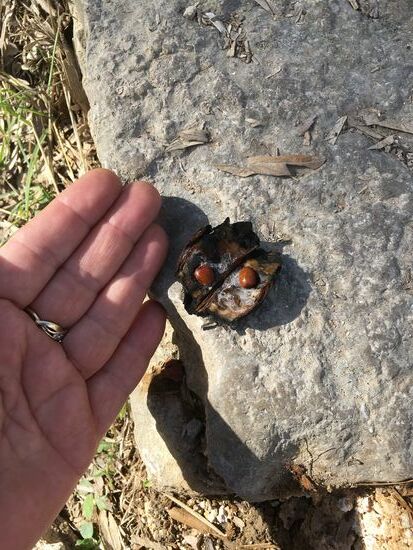 die Kerne der Johannisbrotbaumfrucht wiegen nahezu alle gleich – ein Karat, woran sich noch heute Edelsteine und Edelmetalle bemessen