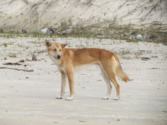 Dingo