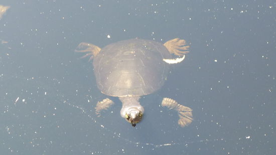 Eine Schildkröte im Lake Allom