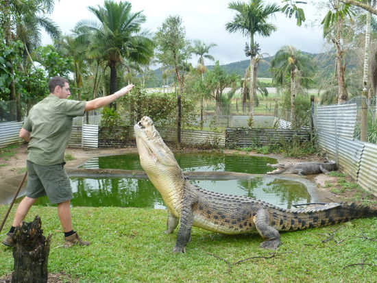 ein nicht mehr ganz so kleines Kroko