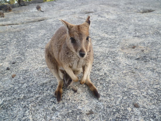 Wallaby mit Baby, mega-suess 