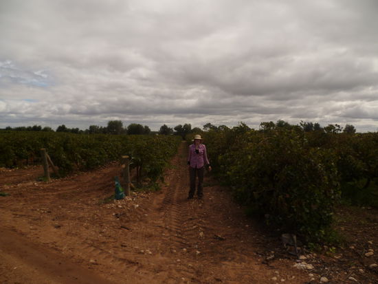 Moni mitten im schönen Traubenfeld