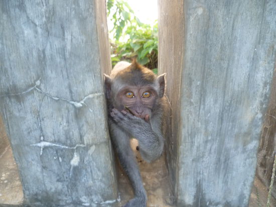 Moni's Lieblingsaffe