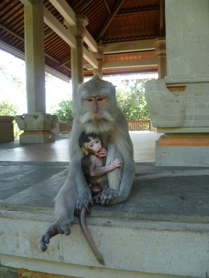 Im Affenwald von Ubud