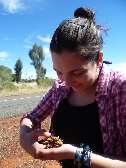 Ein megasüsser Thorny Devil