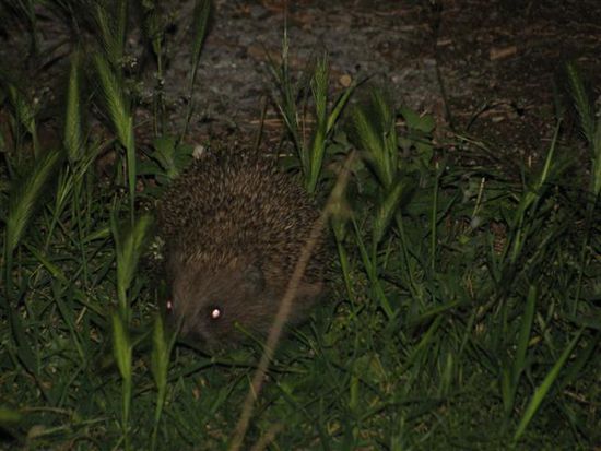 unsere abendlichen Besucher