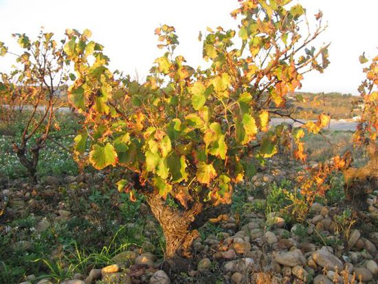 es ist schon verwunderlich, wie auf solchen Steinen so ein guter Wein gedeihen kann