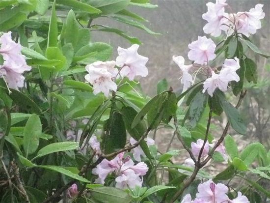 die Gegend hier ist berühmt dafür, viele kommen wegen der Rhododendron Blüte hierher