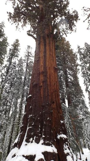 84m hoch, Durchmesser am Boden &gt;11m, 2300+ Jahre alt