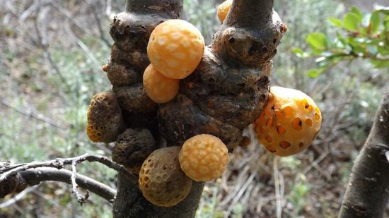 vielleicht kann uns ein Pilzkenner wie Stefan oder Bernhard noch aufklären,
ob wir die hätten doch mitnehmen sollen