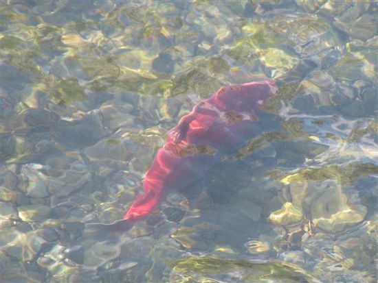 hier ein Sockeye