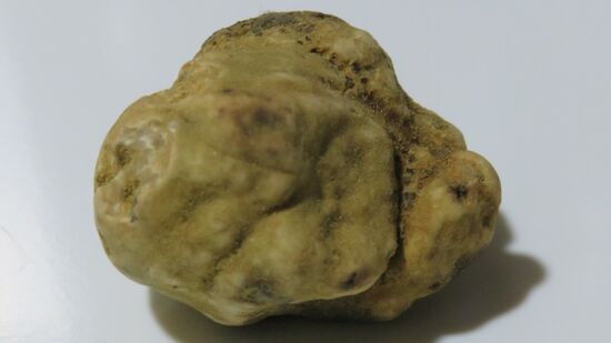 der ist Gerhard, Hans, Franz und allen anderen mitreisenden Trüffelliebhabern gewidmet