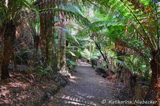 Es ist einfach wieder nur schön, durch den Regenwald zu spazieren.... Den habe ich schon ziemlich vermisst da drüben im Westen.... Ist halt doch was anderes, wenn man überall die tollen Farnbäume und so stehen hat.....