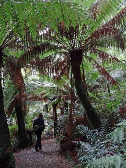 Ein Spaziergang durch den gemäßigten Regenwald von Victoria.... Viel schöner kann es hier nicht sein....