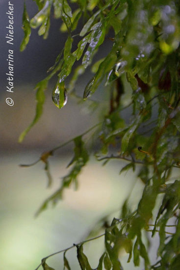 Die Bäume sind durch das feuchte Klima hier komplett bewachsen. Das hier ist eine Nahaufnahme des Bewuchses inklusive Wassertropfen.