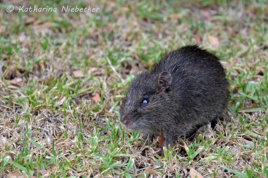 Der kleine Nager, welcher uns beim Essen Gesellschaft leistete.