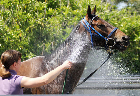 December Draw beim Abspritzen nach dem Schwimmen im Pool. (im späten Oktober)
